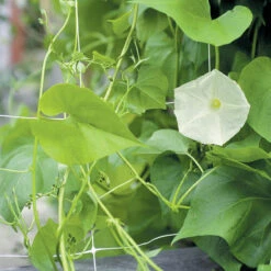 Hortonova FG – 59" X 3,280'