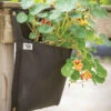 Wall Flower Hanging Planter – Single Bag -Garden Plant Shop 07529 01 wallflower planter