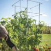 Tomato Cages – 48" -Garden Plant Shop 07538 01 tomatocage 48in