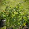 Tomato Cages – 40" -Garden Plant Shop 07547 01 tomatocage 40in