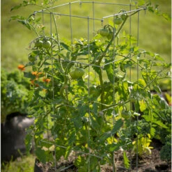 Tomato Cages – 40"