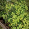 Cucumber Trellis – 48" -Garden Plant Shop 07555 01 cucumbertrellis