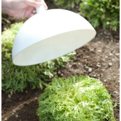 Blanching Cap -Garden Plant Shop 07698 01 blanching cap