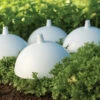 Blanching Cap -Garden Plant Shop 07698 02 blanching cap