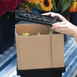 Florida Lid 9 Florida Lid -Garden Plant Shop 07925 04 floridalid