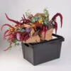 Valencia Container – 25 Cm -Garden Plant Shop 07929 01 valencia25container