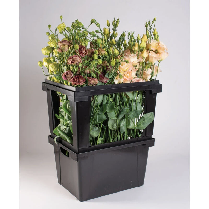 Valencia Topframe 4 Valencia Topframe - Image 2