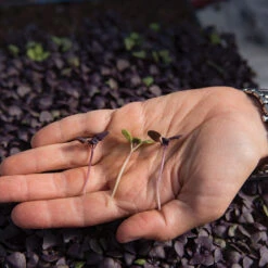 Basil, Dark Opal -Garden Plant Shop 0902m 02 dark opal