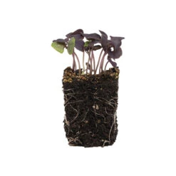 Basil, Dark Opal -Garden Plant Shop 0902m 04 dark opal