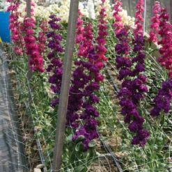 Hortonova FA – 48" X 328' -Garden Plant Shop 09715 03 hortinovastock