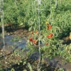 Tomato Twine – 1,000' -Garden Plant Shop 09834 01 tomtwine