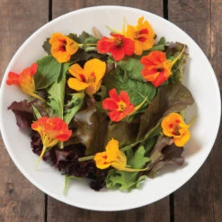 Salad Mix Collection