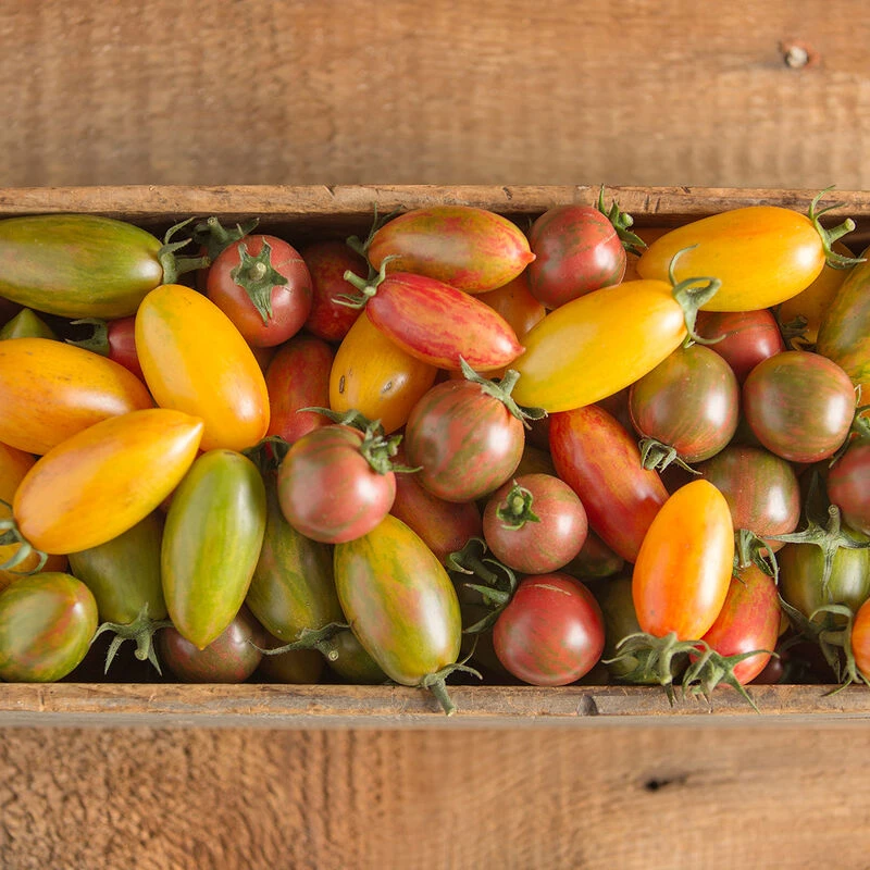 Artisan Tomato™ Collection 3 Artisan Tomato™ Collection