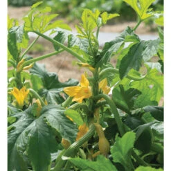 Goldfinch -Garden Plant Shop 4033g 02 goldfinch