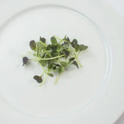 Pac Choi, Red Choi -Garden Plant Shop 4664mg 02 redchoi