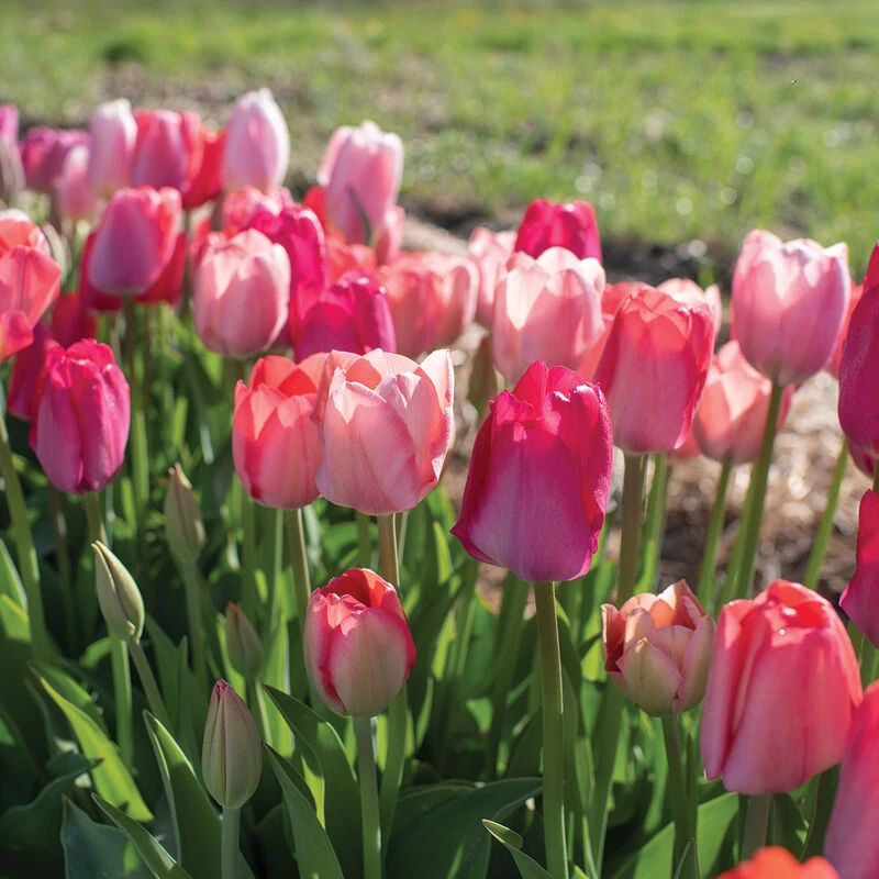 Blush Blend 4 Blush Blend - Image 2