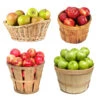 4-in-1 Apple Tree -Garden Plant Shop 4 in 1 Apple 600x600 cd0e54ea 6b44 4ccf b019 83298965fac6