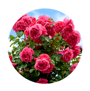 Garden Plant Shop -Garden Plant Shop 50NJR 8RLUJMYWJJJNCP