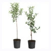 Apple Pollinator Pack -Garden Plant Shop APP RDE 34 5 APP GAL 34 5 600x600 70ebf9d1 edf7 4fcd a931 f0b631470865