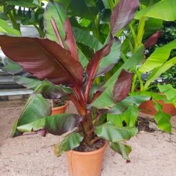 Red Abyssinian Banana Tree -Garden Plant Shop Abyssinian Banana Ensata 5 BB