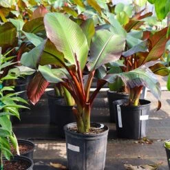 Red Abyssinian Banana Tree -Garden Plant Shop Abyssinian Banana Ensata 7