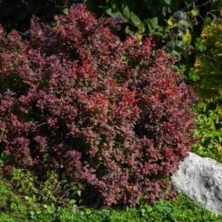 Admiration Barberry Shrub -Garden Plant Shop Admiration Barberry 2