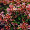 Admiration Barberry Shrub -Garden Plant Shop Admiration Barberry BB 600x600 99337817 f6b2 4d00 9109 267c6d46e8f6