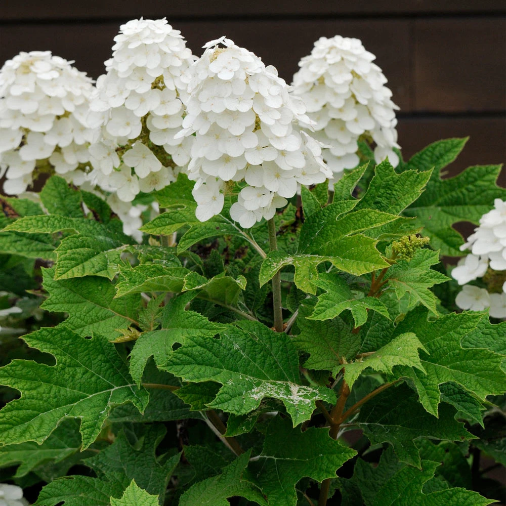 Alice Oakleaf Hydrangea Shrub 4 Alice Oakleaf Hydrangea Shrub - Image 2