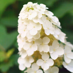 Alice Oakleaf Hydrangea Shrub 8 Alice Oakleaf Hydrangea Shrub -Garden Plant Shop Alice Oakleaf Hydrangea 2