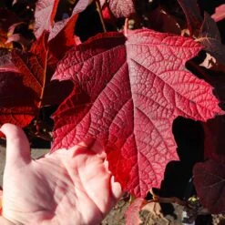 Alice Oakleaf Hydrangea Shrub 9 Alice Oakleaf Hydrangea Shrub -Garden Plant Shop Alice Oakleaf Hydrangea 4