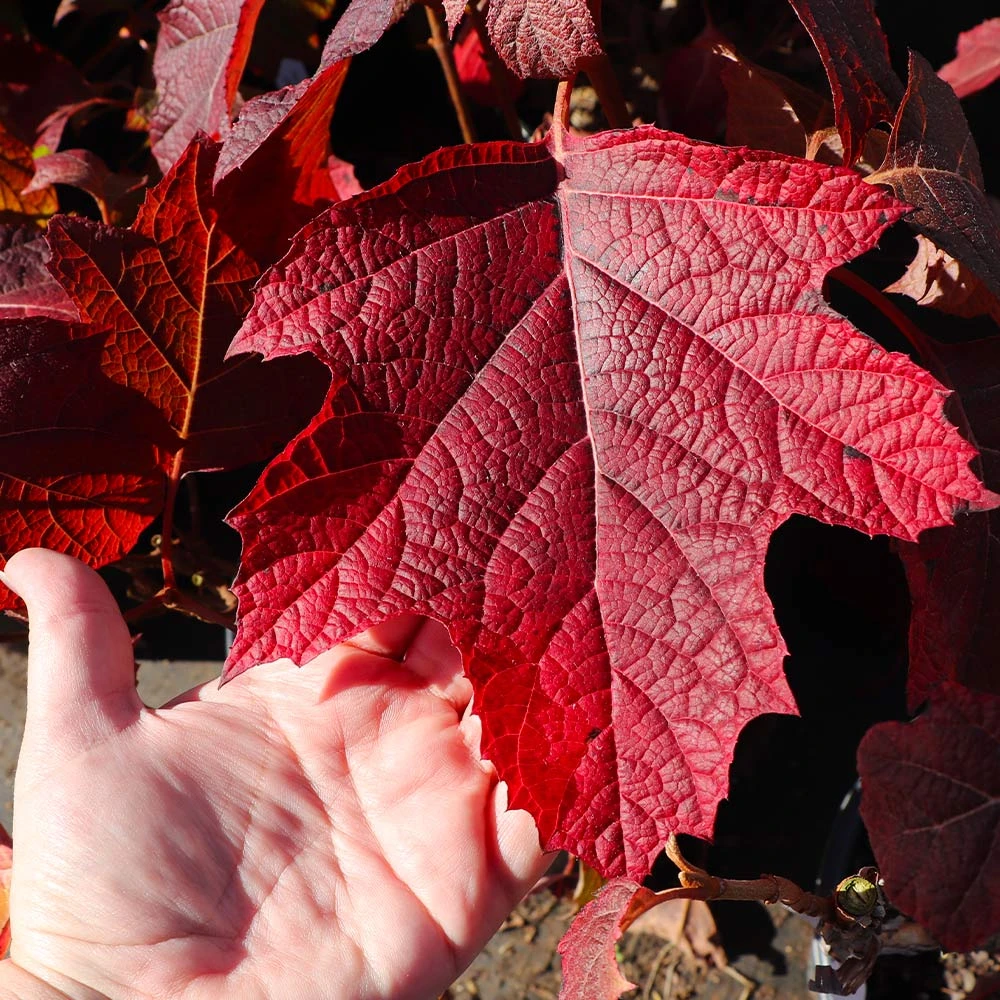 Alice Oakleaf Hydrangea Shrub 6 Alice Oakleaf Hydrangea Shrub - Image 4