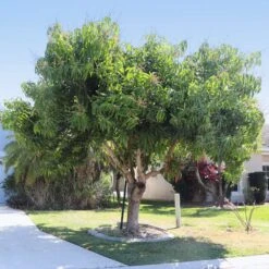 Alphonso Mango Tree -Garden Plant Shop Alphonso Mango 5 BB