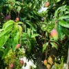 Alphonso Mango Tree -Garden Plant Shop Alphonso Mango BB 600x600 37dbdab1 c230 4282 bae8 ae32c400d52c