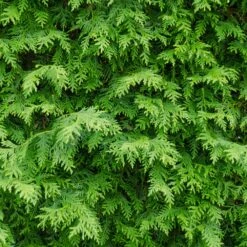 American Arborvitae Tree -Garden Plant Shop American Arborvitae