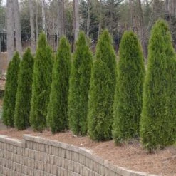 American Arborvitae Tree -Garden Plant Shop American Arborvitae 2 BB