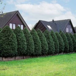 American Arborvitae Tree -Garden Plant Shop American Arborvitae 5 BB