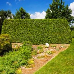 American Arborvitae Tree -Garden Plant Shop American Arborvitae 7