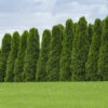 American Arborvitae Tree