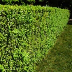 American Boxwood Shrub 10 American Boxwood Shrub -Garden Plant Shop American Boxwood 5 BB