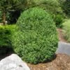 American Boxwood Shrub -Garden Plant Shop American Boxwood BB 600x600 59652ab0 0a72 457f a293 5943e74d4987