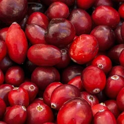 American Cranberry Bush -Garden Plant Shop American Cranberry 4 BB