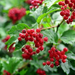 American Cranberry Bush -Garden Plant Shop American Cranberry 7 BB
