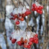 American Cranberry Bush -Garden Plant Shop American Cranberry BB 600x600 3797cbe1 2649 4751 a8f9 69d0f6599b48