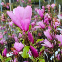 Ann Magnolia Tree -Garden Plant Shop Ann Saucer Magnola 6 BB