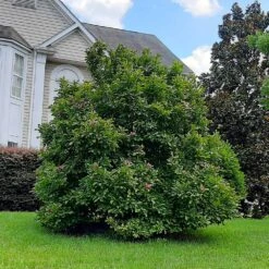 Ann Magnolia Tree -Garden Plant Shop Ann Saucer Magnola 7