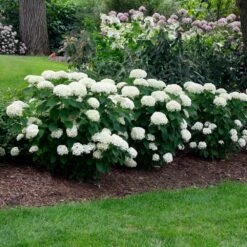 Annabelle Hydrangea Shrub -Garden Plant Shop Annabelle Hydrangea 2 BB