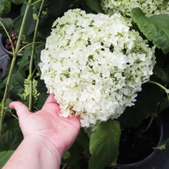 Annabelle Hydrangea Shrub -Garden Plant Shop Annabelle Hydrangea 3