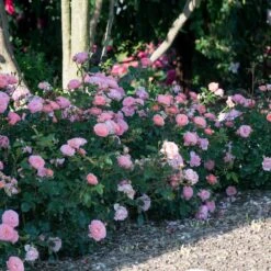Apricot Drift® Rose -Garden Plant Shop Apricot Drift Rose 1