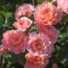 Apricot Drift® Rose -Garden Plant Shop Apricot Drift Rose 600x600 15ced373 bff1 4b44 8e4b b44385d5c116