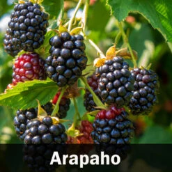 3-in-1 Blackberry Bush -Garden Plant Shop Arapaho Blackberry